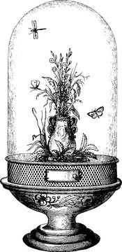 Vintage Drawing Insect Vivarium