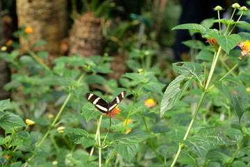 Trophischer Schmetterling  Schwarz Weiss 