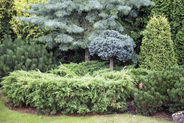 Landscaping conifers. Mix