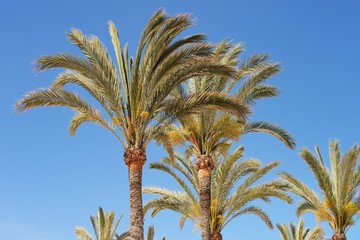 palm against the blue sky