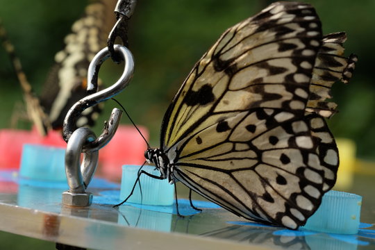 Trophischer Schmetterling  Saugt Nektar