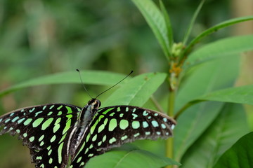 Trophischer Schmetterling Grün Schwarz