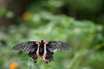 Fototapeta na wymiar Trophischer Schmetterling Schwarz Rot