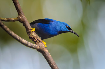 Shining Honeycreeper (Cyanerpes lucidus), Puerto Viejo de Sarapiqui, Costa Rica