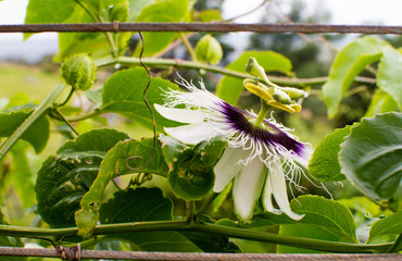Obraz premium Passionfruit vine with purple flower (side view)