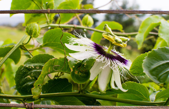 Passionfruit Vine With Purple Flower (side View)