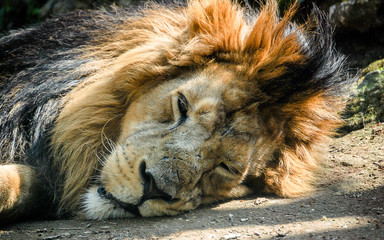 Leone