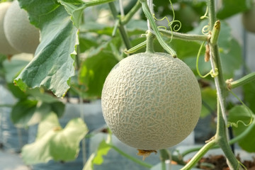 Melon growing in a greenhouse in farm Thailand