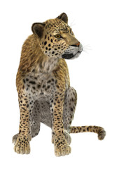 Big Cat Leopard on White
