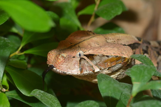 Gabunviper