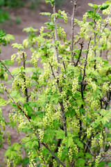 Fototapeta na wymiar The flowering currant Bush.