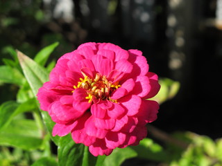 Cultivar annual Zinnia flower in the sunny autumn garden