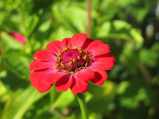 Cultivar annual Zinnia flower in the sunny autumn garden