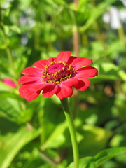 Cultivar annual Zinnia flower in the sunny autumn garden