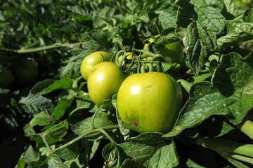 Unripe tomatoes in the summer garden