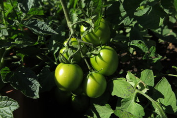 Unripe tomatoes in the summer garden