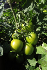 Unripe tomatoes in the summer garden