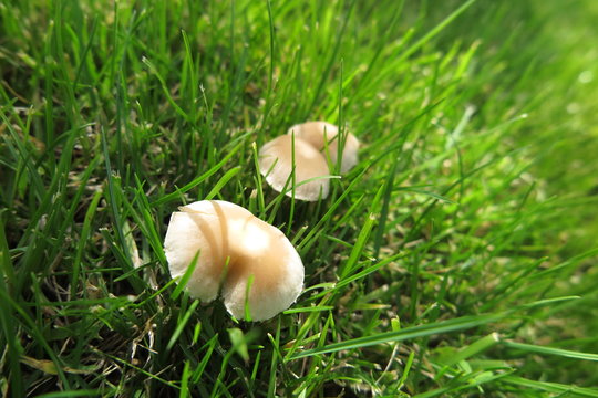 Inedible mushrooms in the fresh lawn in the summer garden