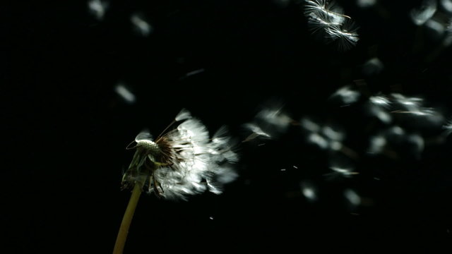 Dandelion blowing, slow motion
