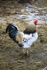 White black Rooster on the yard