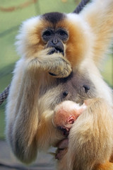 Wow, I have a baby! Unique shot of the Lar Gibbon (Hylobates lar) with animal baby.
