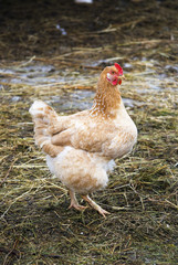 The red hen on the yard