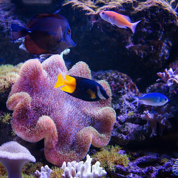 Tropical fishes swim near coral reef. Underwater life.