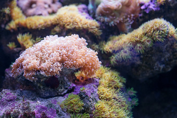 Naklejka na ściany i meble Vivid coral reef. Underwater life.
