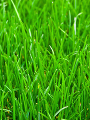 Fototapeta na wymiar Green Grass Background - A fresh green grass background