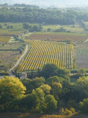 View over vineyards in Provence in autumn