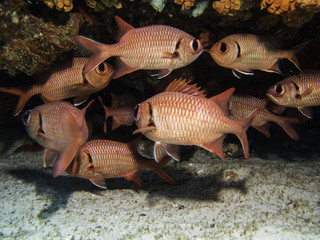 scarlet soldierfish