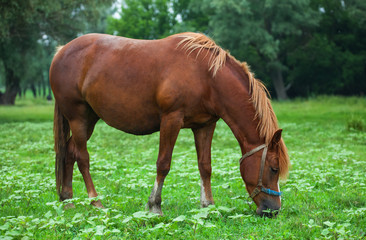 Naklejka na ściany i meble Horse on a green meadow.