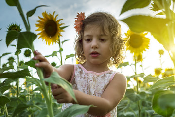 little girl playing with sunflowers
