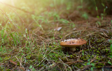 The fungus  in the green forest.