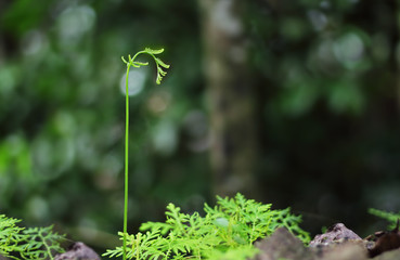 Close up of a young new plant sprouting from amongst mature plants.
