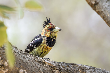 Crested Barbet in Kruger National park, South Africa