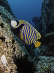 Fototapeta na wymiar emperor angelfish