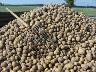 wykopywanie ziemniaków