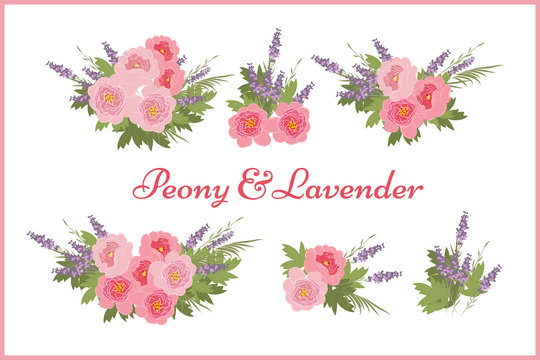 Floral peony lavender background vector illustration