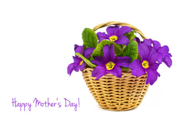 Happy Mother's Day card: Spring flowers in the basket isolated on white background