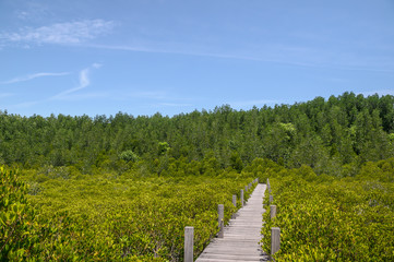 Fototapeta na wymiar pathway in mangrove forest