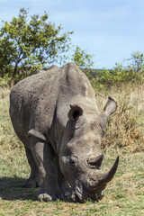 Southern white rhinoceros in Kruger National park, South Africa