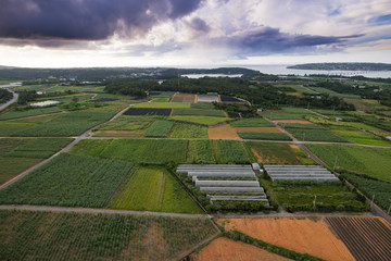 パイナップル畑 空撮
