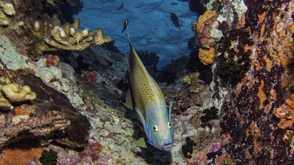 semicircle angelfish