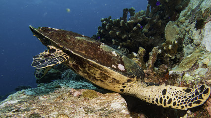 sea turtle