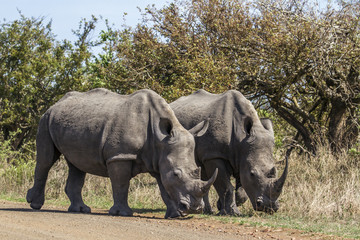 Obraz premium Southern white rhinoceros in Kruger National park, South Africa