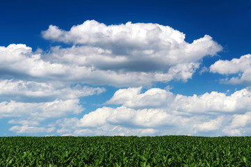 Corn field in summer time