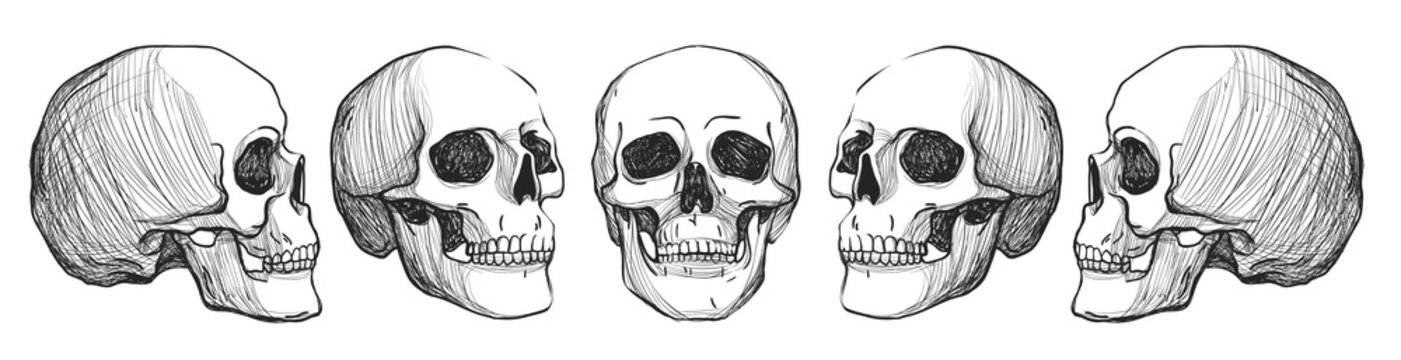 Skulls. Vintage Vector illustration