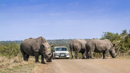 Rhinocéros blanc du sud dans le parc national Kruger, Afrique du Sud