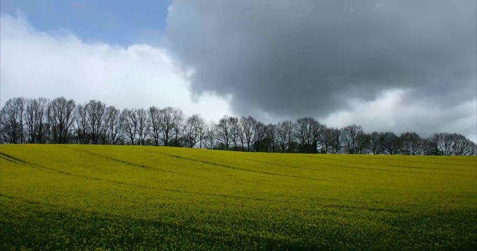 Clouds Over Flowering Canola Field,  4K Time Lapse